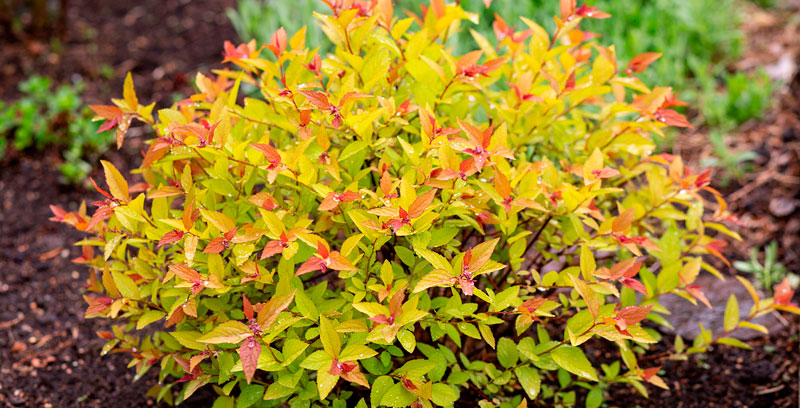 Shrubs and conifers available in Potvin & Bouchard garden centres