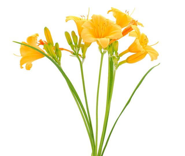 Caring tips for: Day-lily