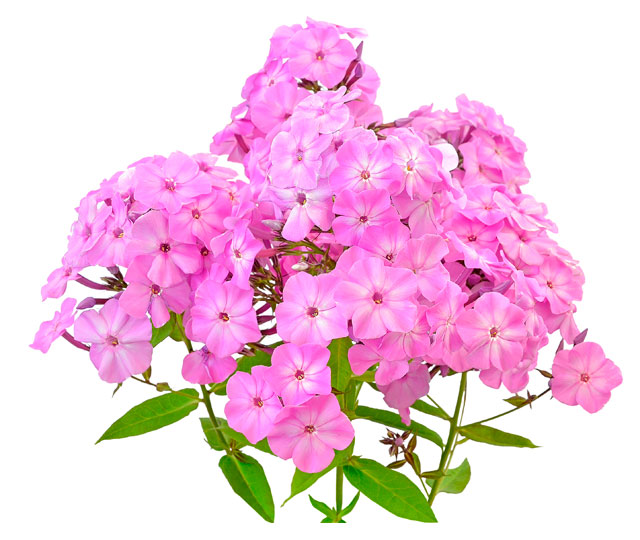 Caring tips for: Phlox