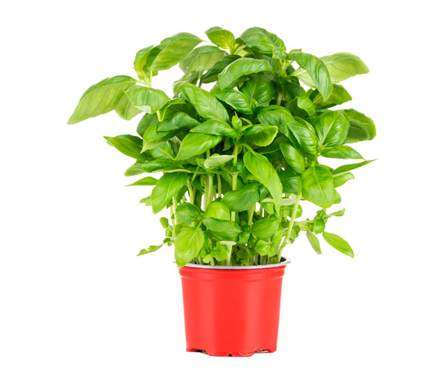 Caring tips for: basil