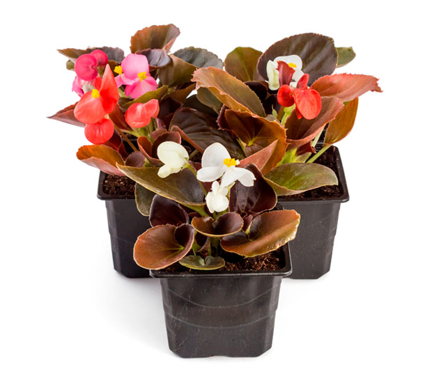 Caring tips for: begonia