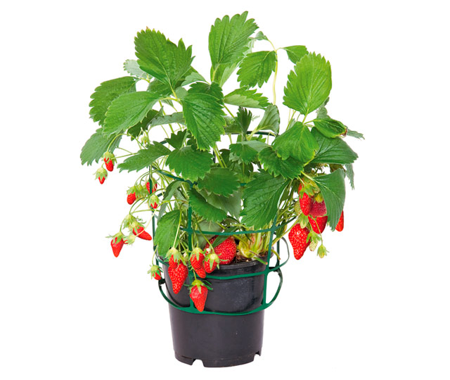 Care tips for: Strawberry bush
