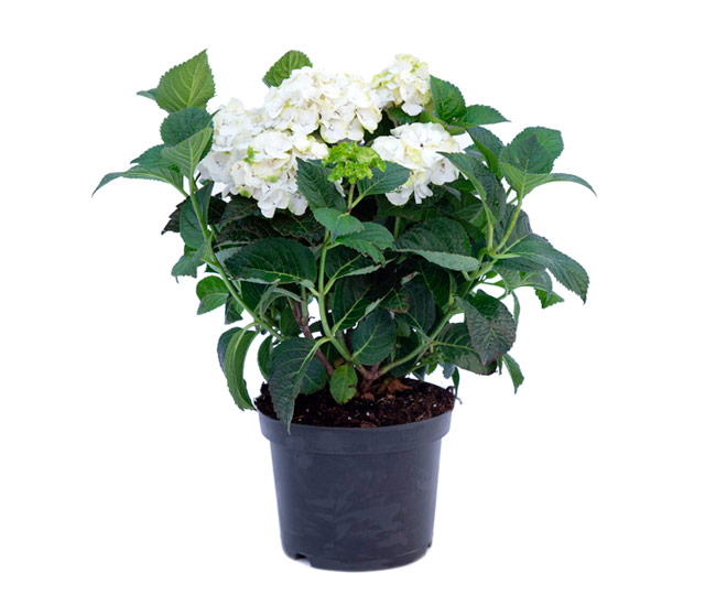 Care tips for: Hydrangea