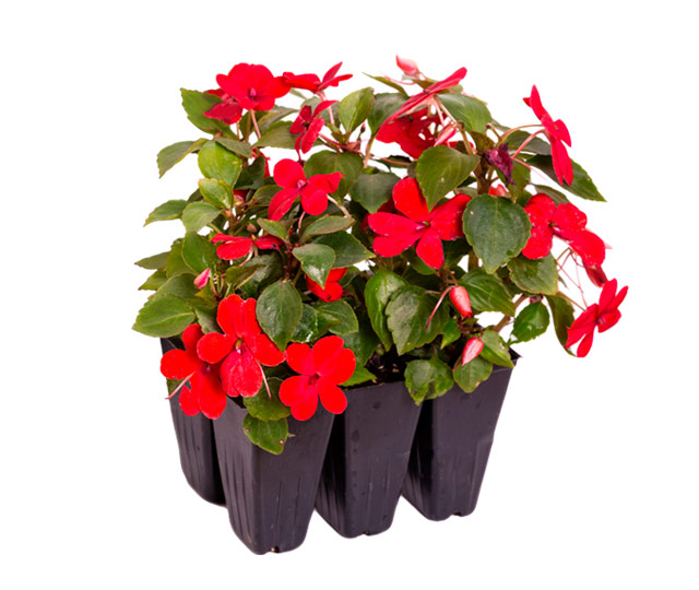 Caring tips for: impatiens