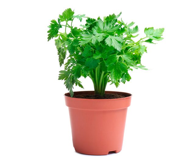 Care tips for: Parsley