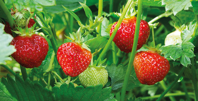 Berry bushes available in Potvin & Bouchard garden centres