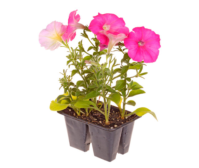 Caring tips for: petunia