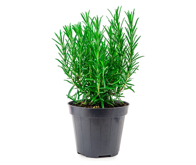Care tips for: Rosemary