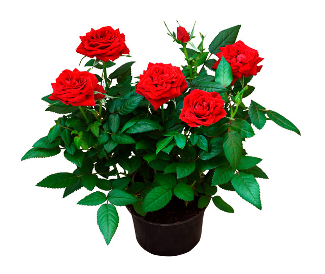 Care tips for: Rose bush
