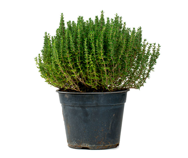 Care tips for: Thyme
