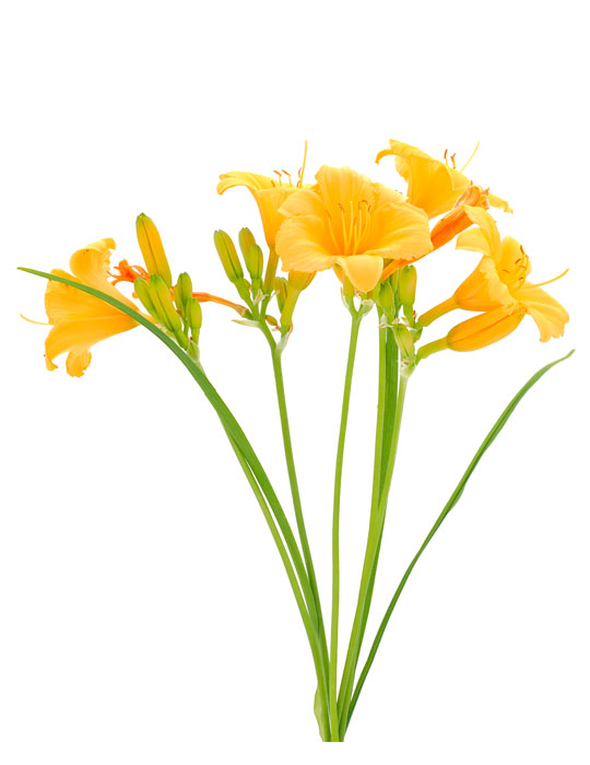 Maintenance tips: Hemerocallis or Day-lily