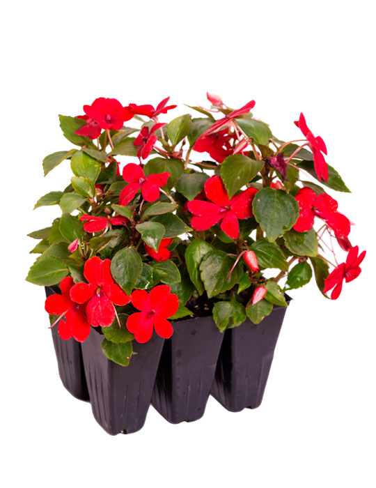Maintenance tips: Impatiens or Touch-me-not