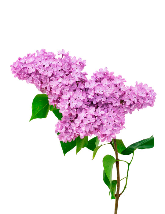 Maintenance tips: Lilac
