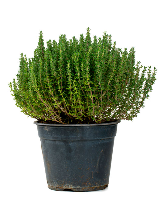 Maintenance tips: Thyme