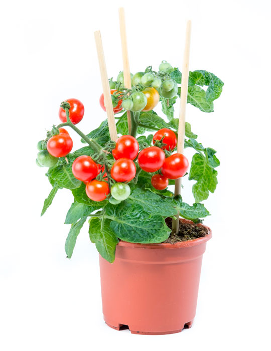 Maintenance tips: Cherry tomato